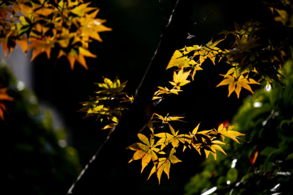 詩詞丨每個想家的人，心裡都有一首詩