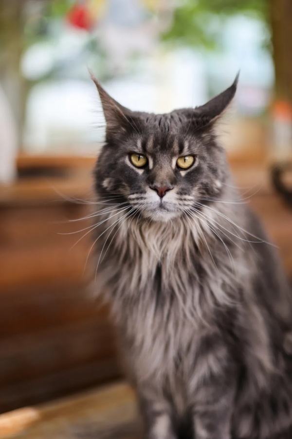 毛森森小朋友的職業規劃 毛森森小朋友的職業規劃