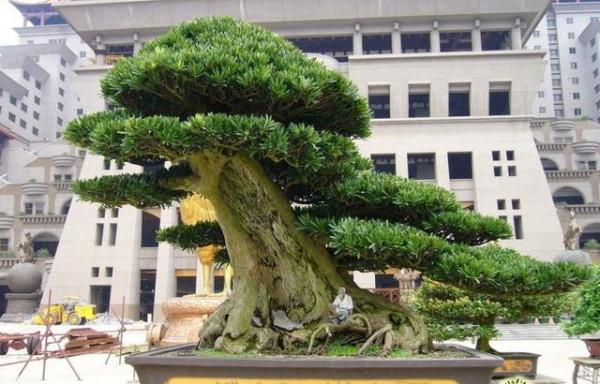 路上撿到“4顆”種子，扔進花盆，兩個月長成“小盆景”，很珍貴