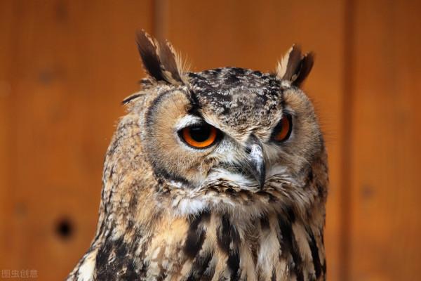 憨叔聊齋，貓頭鷹和剃頭鼠兄妹的逆戀之謎