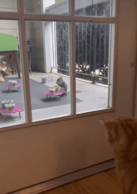 貓咪當店長,松鼠小鳥是食客,美國這個露天迷你咖啡店,太萌了 貓咪當店長,松鼠小鳥是食客,美國這個露天迷你咖啡店,太萌了