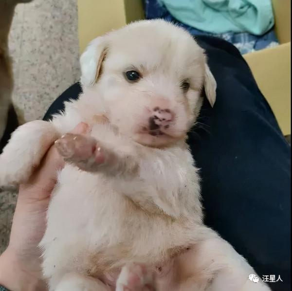 主人曬出家裡狗狗小時候和現在的對比照，全網被萌哭