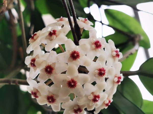 沒光也能開花的4種植物，花香濃郁寓意好，冬天養正合適