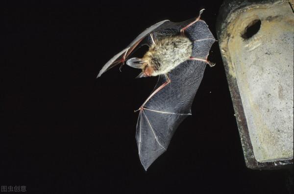 厲害的&OpenCurlyDoubleQuote;夜行俠