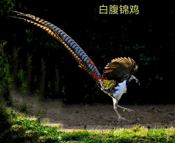 我的小鳥真可愛