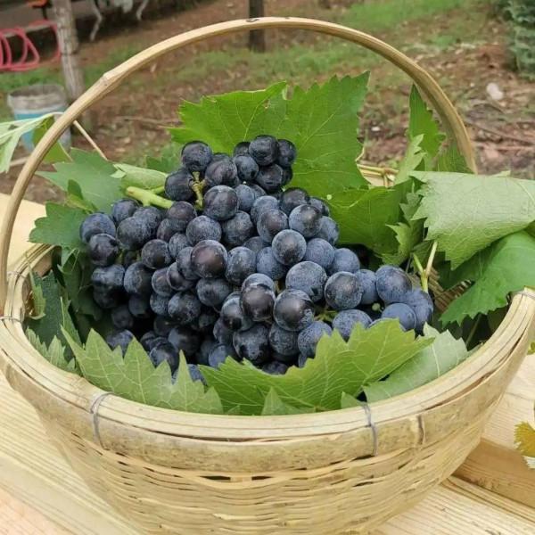 豐收的季節,京郊遊玩樂採摘 豐收的季節,京郊遊玩樂採摘