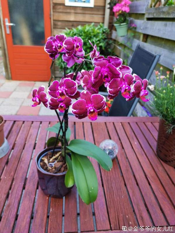 春節的蝴蝶蘭挺不過夏天?做好4點,妙手回春不是夢 春節的蝴蝶蘭挺不過夏天?做好4點,妙手回春不是夢