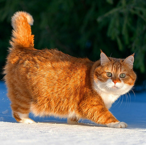 「雪中飛橘」再現江湖 戰鬥貓貓不畏寒「嗨到整球飛起來」：朕來也