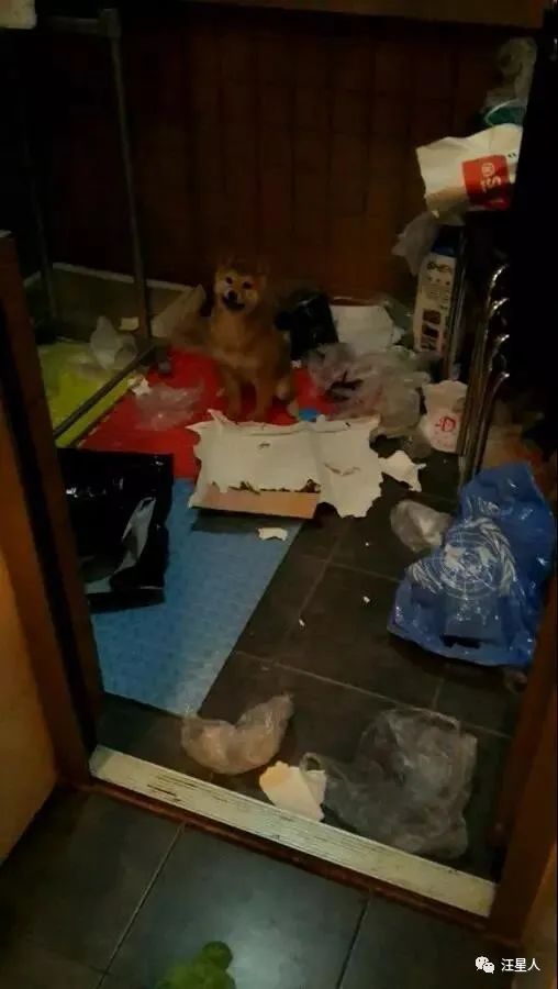 妹子養了一隻超萌的金毛寶寶,但幾個月後……怎麼變“哈士奇”了 妹子養了一隻超萌的金毛寶寶,但幾個月後……怎麼變“哈士奇”了