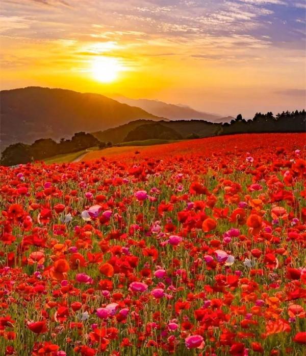 分享：五彩斑斕，千姿百態的花海，視覺盛宴，像仙境一般美麗