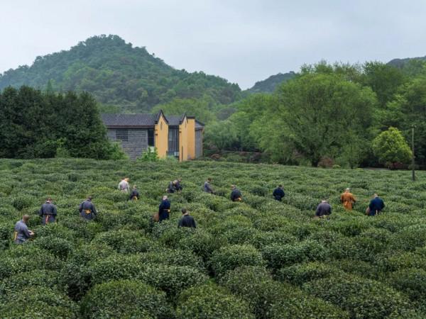 陸羽茶交所分享 | 茶是如何與佛教結緣的? 陸羽茶交所分享 | 茶是如何與佛教結緣的?