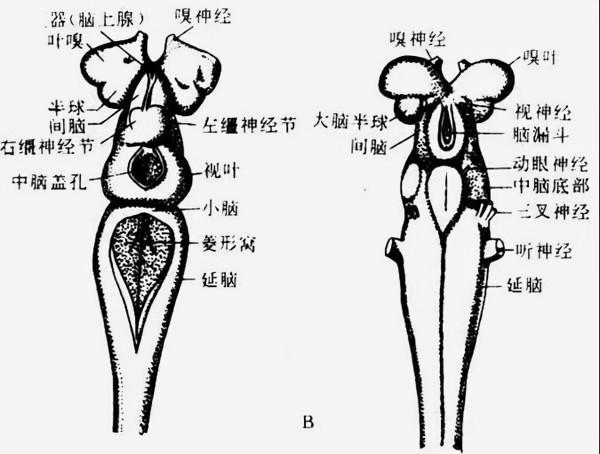 硬核科普:為什麼只有人類進化出高度發達的大腦? 硬核科普:為什麼只有人類進化出高度發達的大腦?