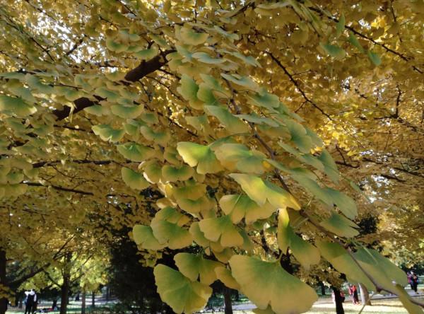 北京迎來最美的元寶黃