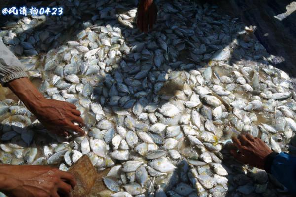 斷子絕孫網（21——341）