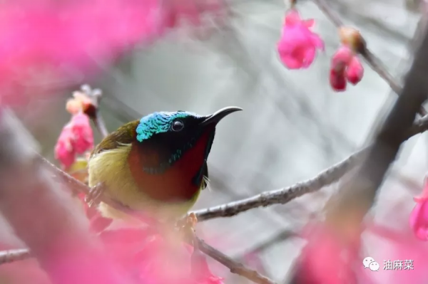 油麻菜:圓月彎刀 油麻菜:圓月彎刀