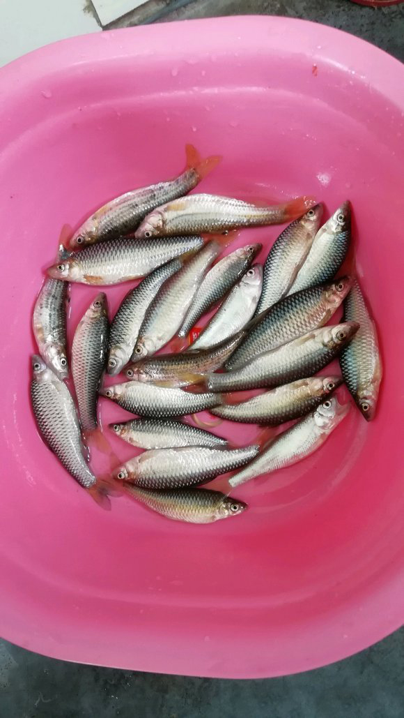 暮春野釣小魚攻略，比大魚好吃，釣個幾斤不是問題