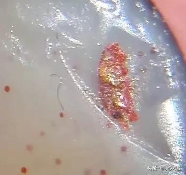 藏族文化特有飾品:天珠 藏族文化特有飾品:天珠