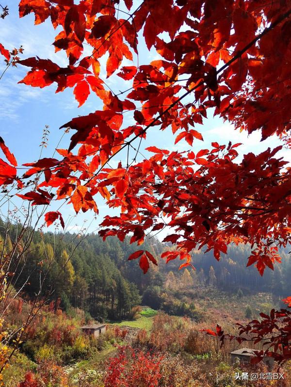 七絕•逐夢秋色（新韻）