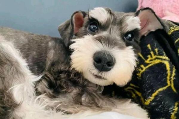 小狗在紙箱裡“哭泣”，女孩見它可憐出手，半年後，才發現撿到寶