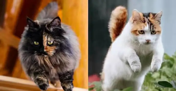 “GFgirls”三小隻 · 申請出道