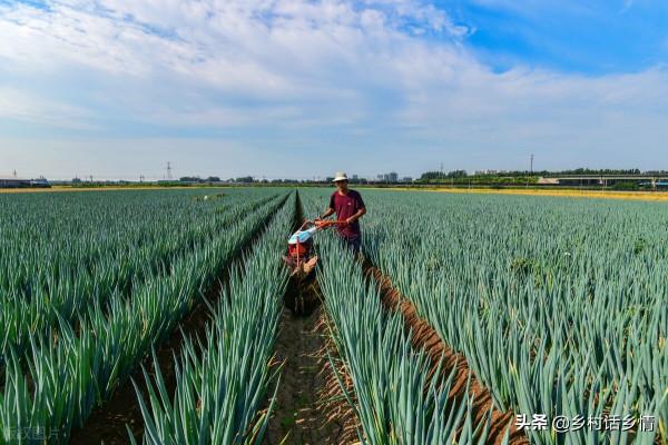大蔥和韭菜乾尖黃葉產量低，試試這幾個方法，葉子嫩綠產量高