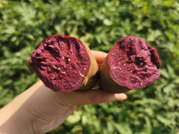 江蘇一農民種植成功“徐紫薯8號”畝產值4000斤
