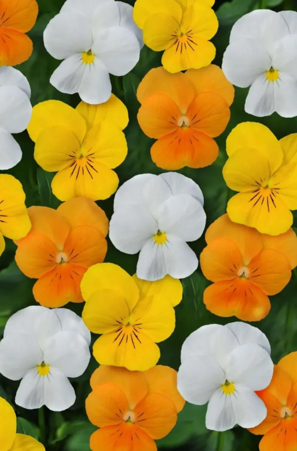 四季花海冬日賞花攻略出爐,茶梅、角堇、雛菊,邂逅浪漫美好 四季花海冬日賞花攻略出爐,茶梅、角堇、雛菊,邂逅浪漫美好