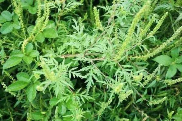 立秋後最易中招的三大健康問題，你知道怎麼防嗎？