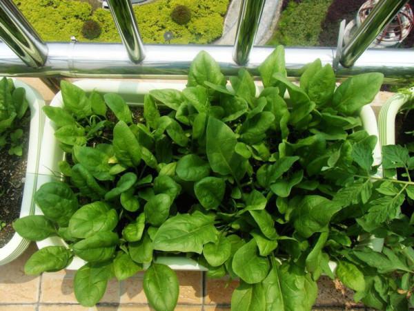 天冷了，陽臺種蔬菜，首選這8種，0度凍不死，吃一茬冒一茬