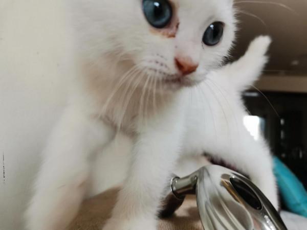 暫時毀容小貓咪求用藥方法 暫時毀容小貓咪求用藥方法