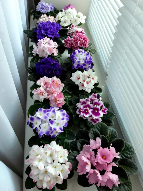 最適合居家隔離時養護的花卉 最適合居家隔離時養護的花卉