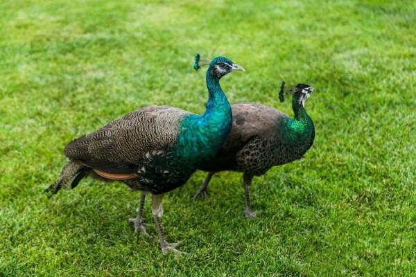 來偶遇啊丨世界花卉大觀園當紅明星即刻出道