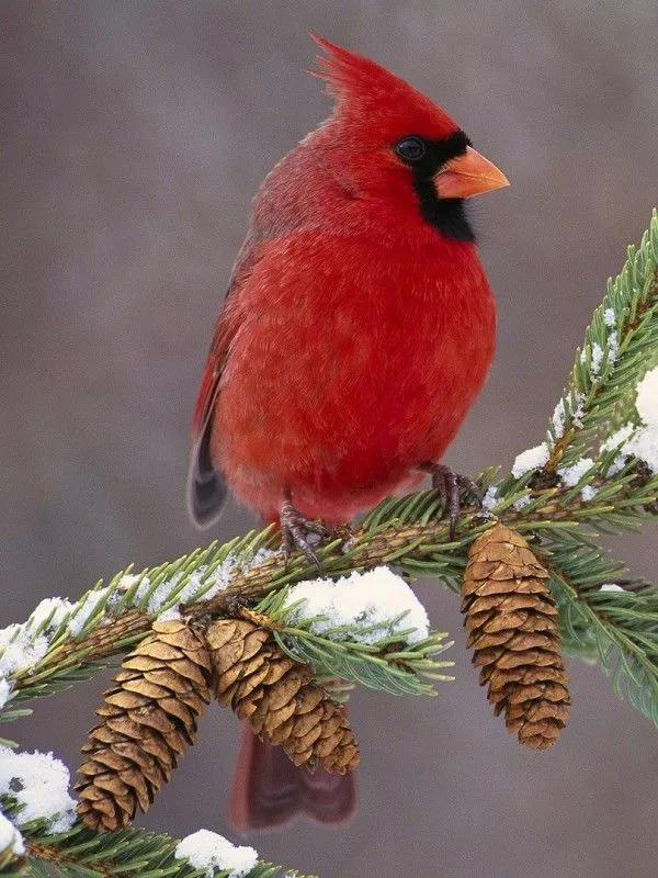 紅色鳥的圖片 紅色鳥的圖片
