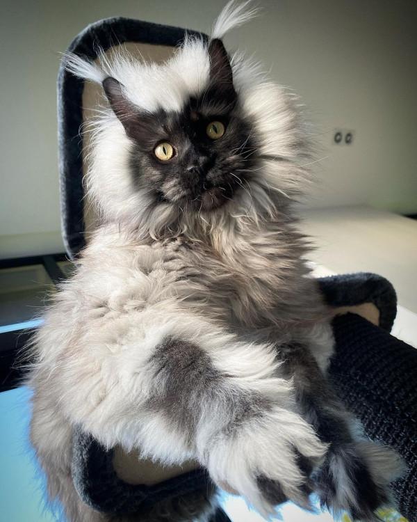 外國妹子養了只猴裡猴氣的緬因喵,這畫風,太大佬了 外國妹子養了只猴裡猴氣的緬因喵,這畫風,太大佬了