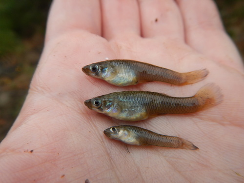 食蚊魚侵入北方9省區,50天就能產仔,黃河或全線“失守”? 食蚊魚侵入北方9省區,50天就能產仔,黃河或全線“失守”?