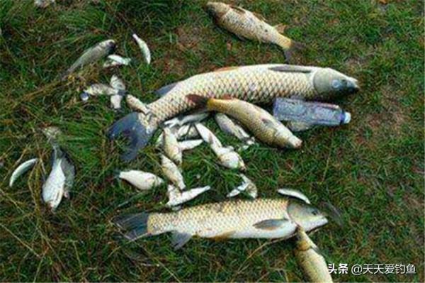 仲秋時節，秋高氣爽魚兒肥，不冷不熱好釣魚，這是釣大魚的開始