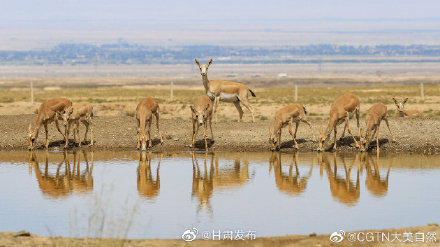 甘肅張掖:荒漠精靈秋日飲水圖 甘肅張掖:荒漠精靈秋日飲水圖