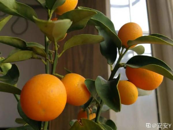 10種旺運花，一個月內要漲價，現在趕緊買