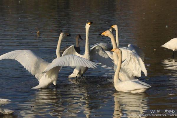 平陸：瑟瑟蒹葭伴雪花 久別嬌客回到家