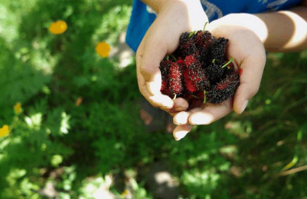 不乾不淨吃了沒病?這幾種常吃的水果中,就可能有寄生蟲存在 不乾不淨吃了沒病?這幾種常吃的水果中,就可能有寄生蟲存在