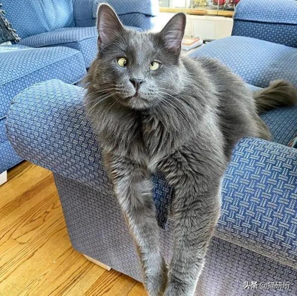 貓咪“鬥雞眼”是咋回事,會影響正常生活嗎? 貓咪“鬥雞眼”是咋回事,會影響正常生活嗎?