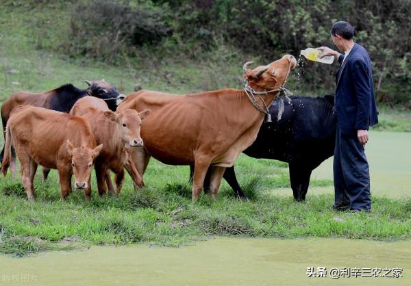 為節約成本，他用秸稈來養牛，如今年入200萬，這個故事值得學習