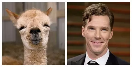 阿爾巴卡面料，你瞭解麼？