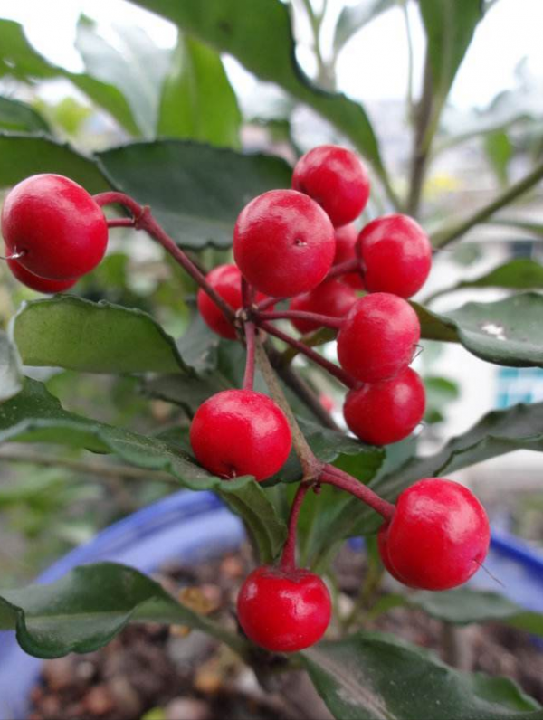 適合客廳養的5種漂亮花,喜慶大氣又吉祥,幸福感滿滿 適合客廳養的5種漂亮花,喜慶大氣又吉祥,幸福感滿滿
