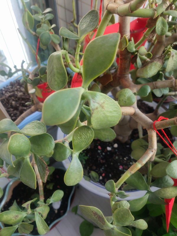 不用花錢買的3種花，去鄰居家剪個枝，插在土裡就能活