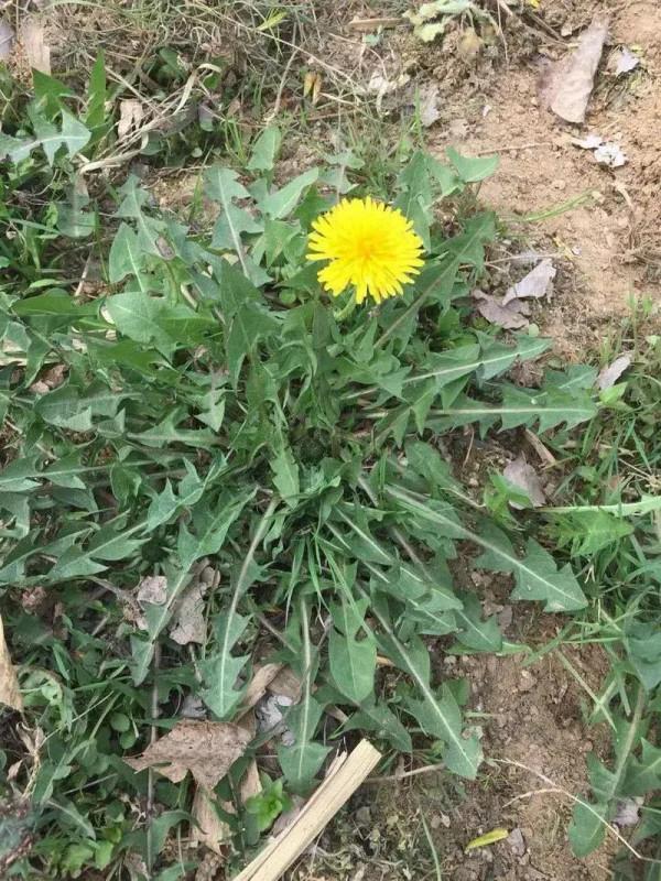 這些常見的野菜，你吃過哪些？