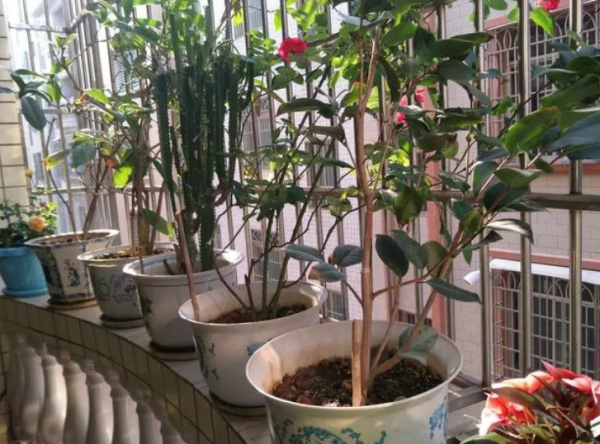 養花該不該買營養土？嫌貴自己配，不能少了這3樣東西