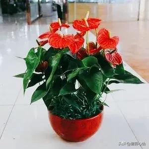 紅掌要想葉綠花紅,營養供給是關鍵,還需加點小偏方 紅掌要想葉綠花紅,營養供給是關鍵,還需加點小偏方