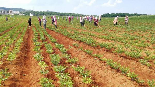 種植魔芋要想產量高,經濟效益好,一定要滿足這6個條件 種植魔芋要想產量高,經濟效益好,一定要滿足這6個條件