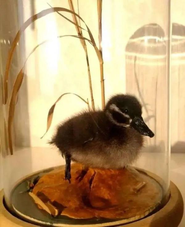 為了保護瀕危水鳥,有人去偷蛋,有人放棄年薪百萬 為了保護瀕危水鳥,有人去偷蛋,有人放棄年薪百萬